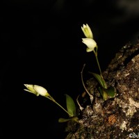 <i>Dendrobium diodon</i>  Rchb.f.